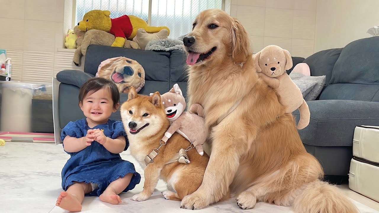 自分たちのマスコットを背中に背負う豆柴とゴールデンレトリバーが可愛すぎました…