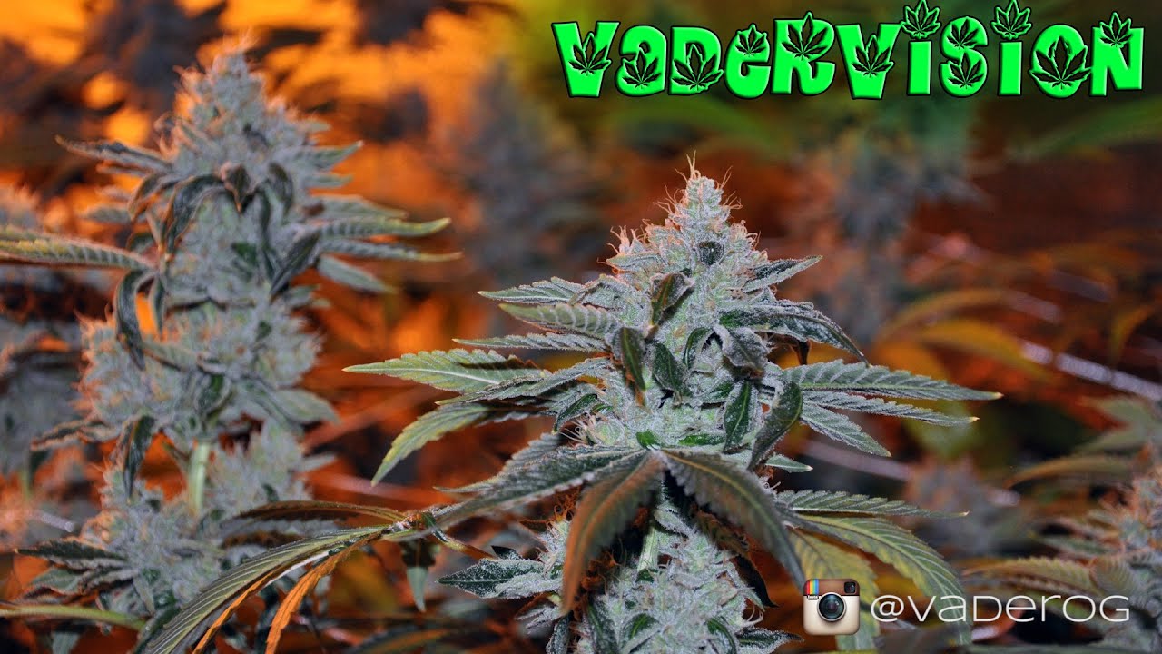 Bud Porn - Obi Wan OG Kush