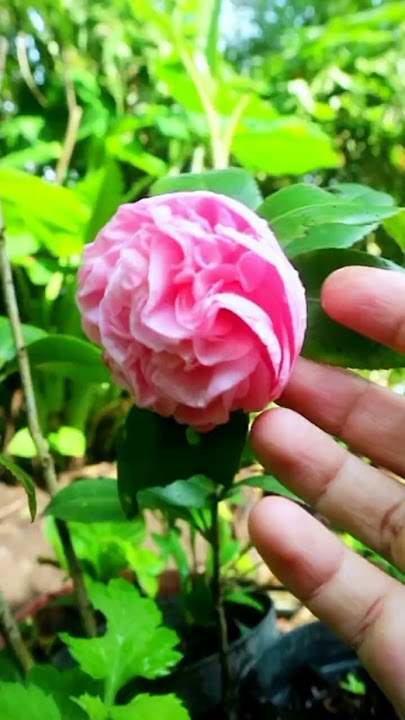 Camelia time lapse blooming