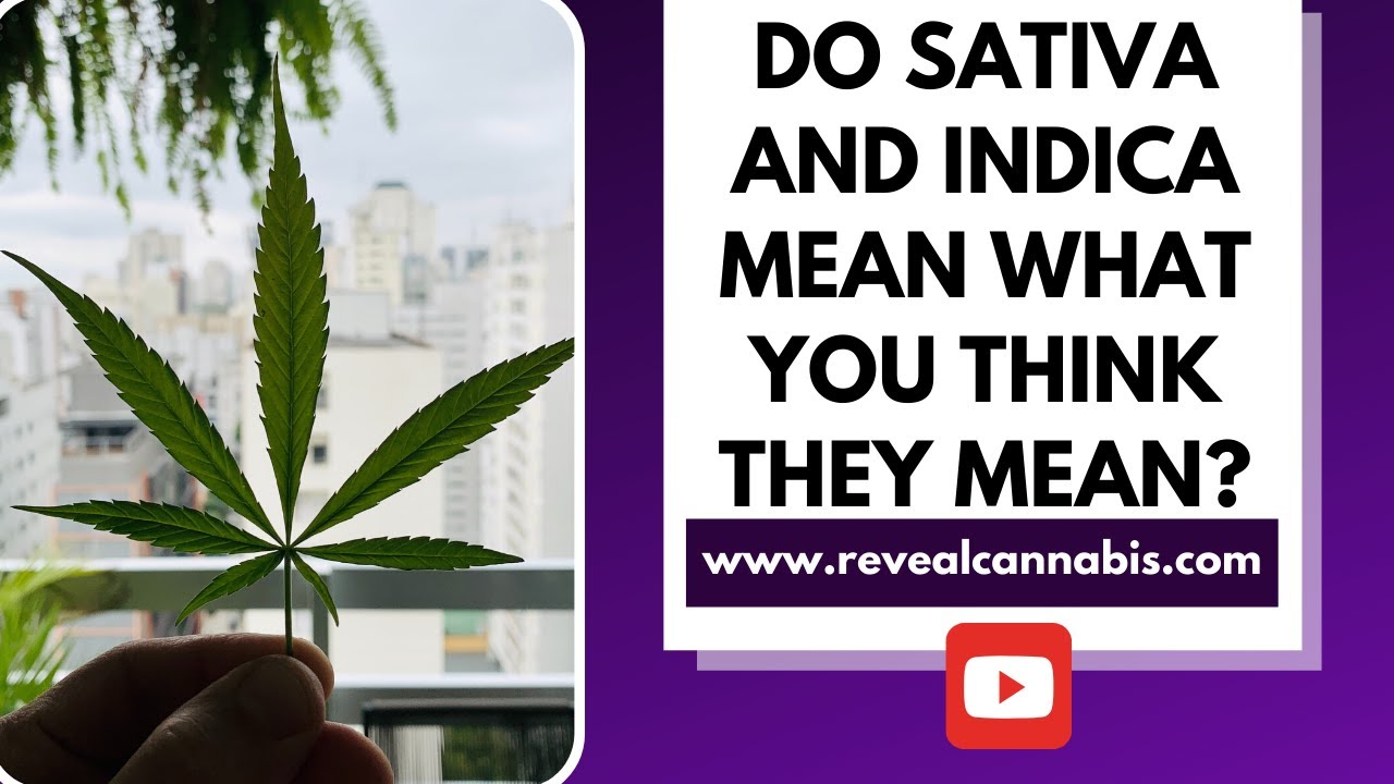 Sativa And Indica Do They Mean What You Think YouTube