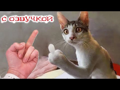 ПРИКОЛЫ С КОТАМИ! Смешные коты С ОЗВУЧКОЙ! САМЫЕ СМЕШНЫЕ ЖИВОТНЫЕ!