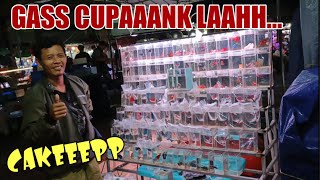 CHECK THE LATEST PRICES FOR HALF MOON GIANT PLAKAT DECORATIVE CUP FISH, CHEAPEST IRFAN JATINEGARA...
