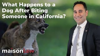 What Happens to a Dog After Biting Someone in California