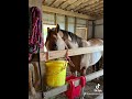 Horse Manure in the Garden #gardeninspiration #gardening #horse