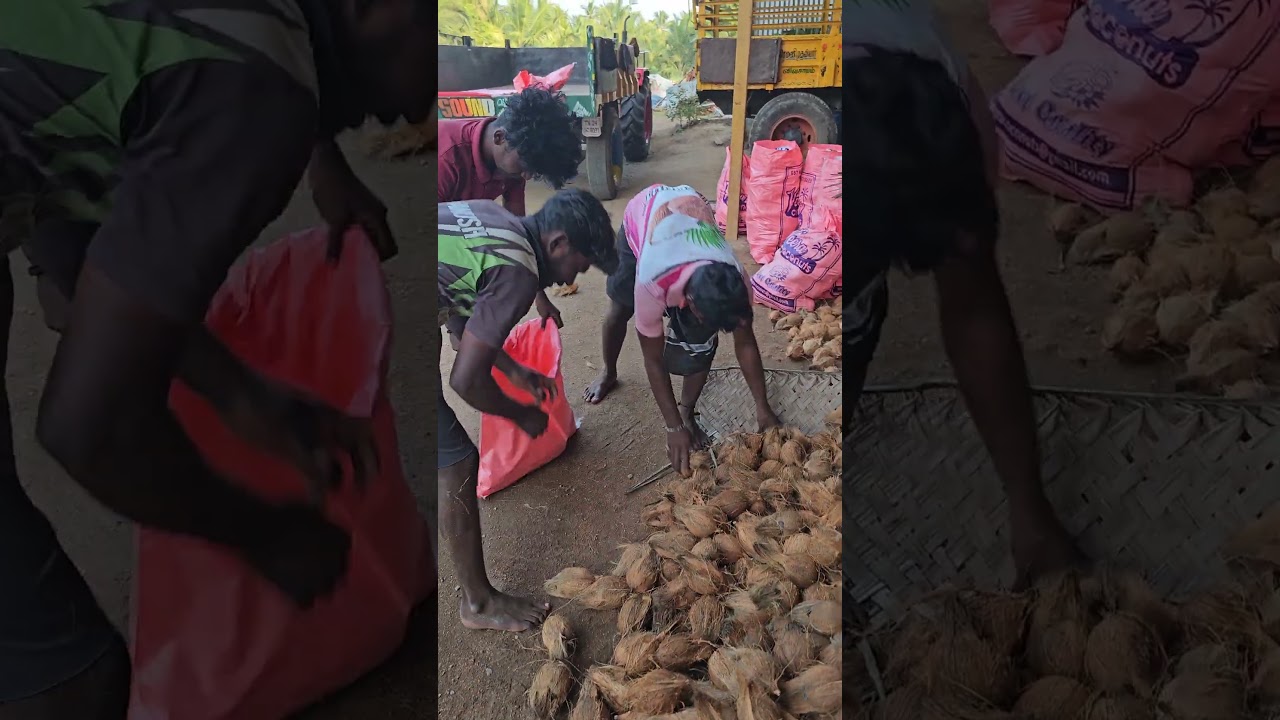 process of sorting coconuts into three categories 