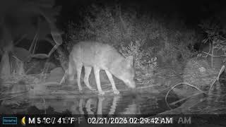 Torrey Trail Cam | Coyotes at the Torrey Pines Bird Bath | 2026