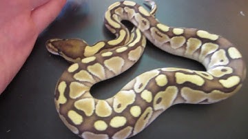 Update On The Lesser Het Clown Ball Python - Benjamin