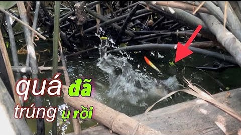 Tập 341 - Tranh Thủ Con Nước, Trúng Ụ Giựt Đã Tay Rồi Về | Câu Cá Rô Đồng | miền quê Tiền Giang