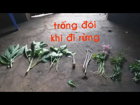 Video: Thực Vật Hoang Dã Nào Có Thể ăn được