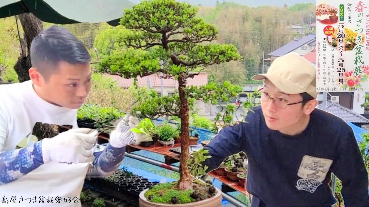 盆栽 さつき 菅原武志の眼 新木には夢がある さつき】唯一の大品盆栽 - YouTube