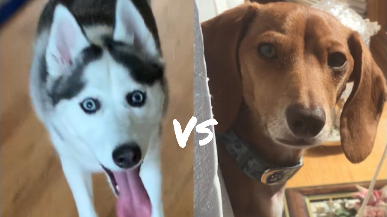 Big Dog vs Little dog Mini Dachshund teasing a Husky YouTube