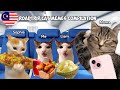 Roadtrip cat memes compilation