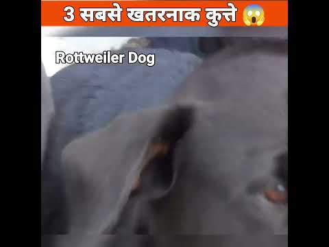 वीडियो: मोजे में कुत्तों की सिर्फ 15 तस्वीरें, एनबीडी