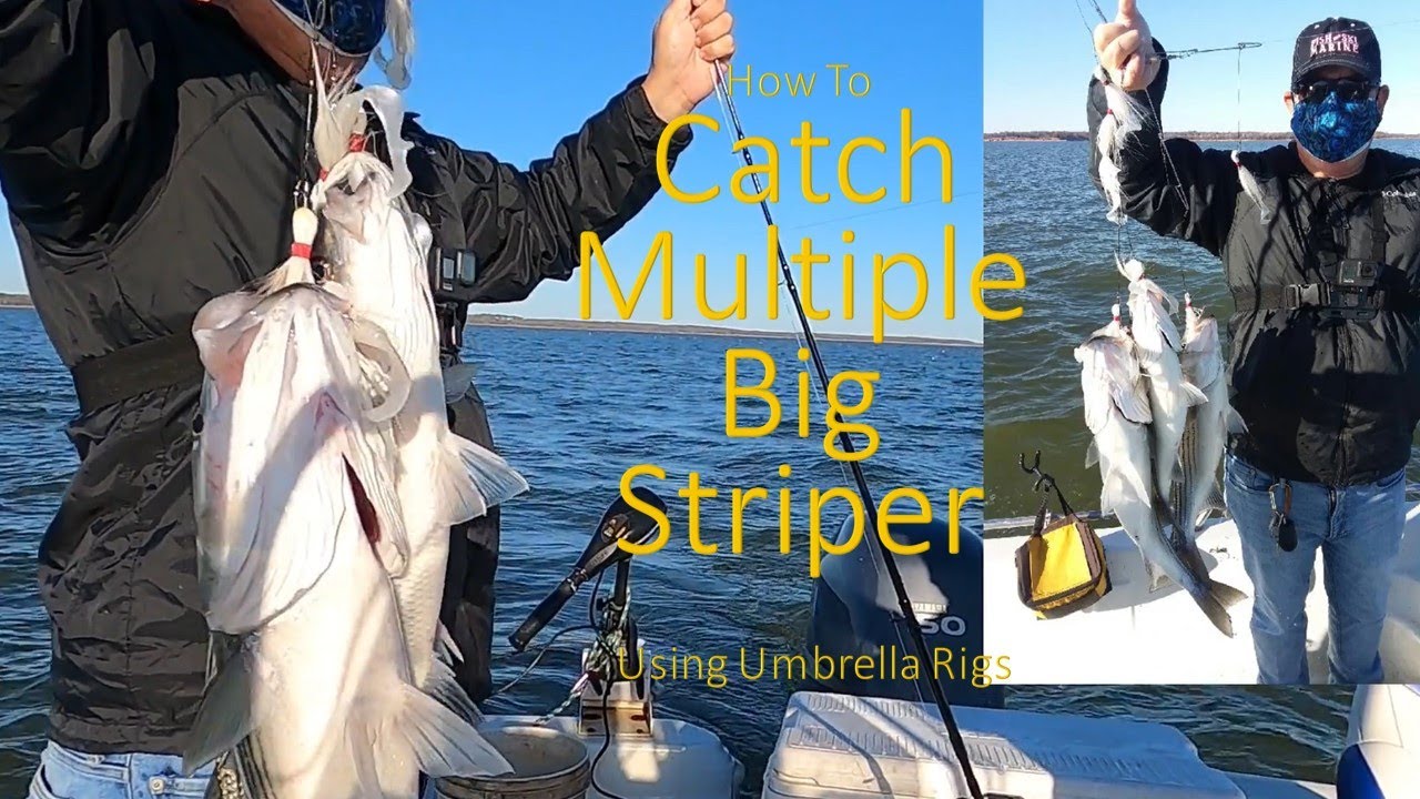 How to Catch Multiple Big Striper Using Umbrella Rigs 