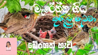 මැරෙන්න ගිය කුරුලු පැටවා බේරා ගත් හැටි / How the dying bird was saved