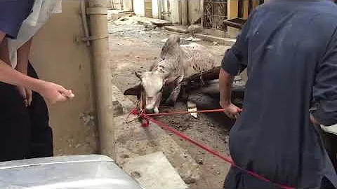 Are cows alive when slaughtered?