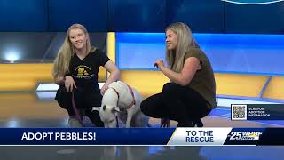 Pebbles on WPBF 25 to the Rescue