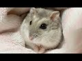 「おはよー」の合図の、鼻タッチをするハムスター【こんぺいマーチ】
