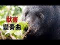 【人獸衝突】獸害變奏曲｜找出人獸共容的未來 (我們的島 1108集 2021-06-07)