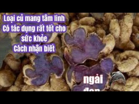 Video Loại củ mang tính tâm linh còn có công dụng rất tốt... - youtube