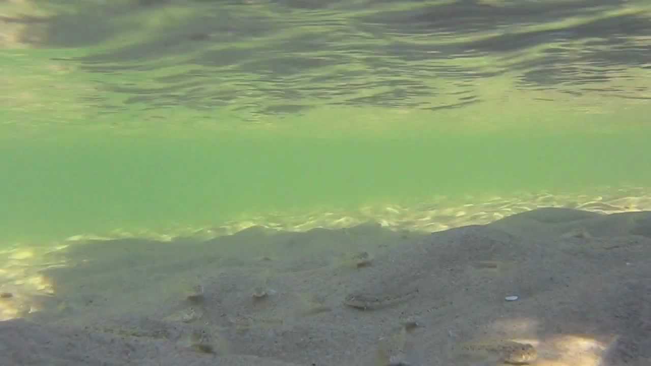 Common Gobies (Pomatoschistus microps) in narrow channels around the island of Juist