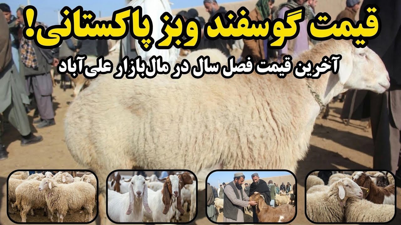 بازار مواشی علی‌آباد کندز | نرخ جدید گوسفند و بزهای پاکستانی