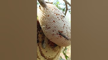 mật ong rừng nguyên chất