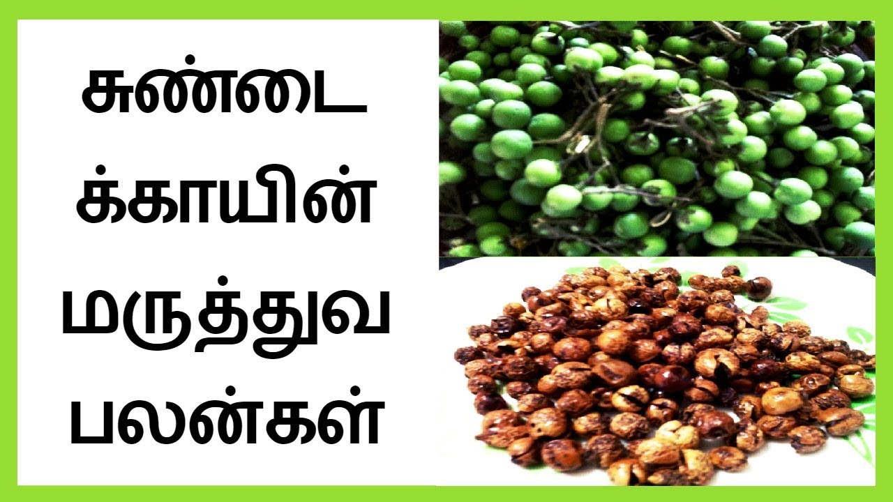Health Benefits of Turkey berry In Tamil │Sundaikkai Benefits │Tamil