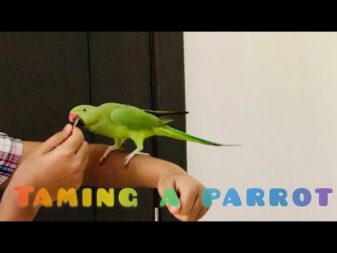 How to Tame Ring Neck Parrot | How to make friend | easy way to teach parrot | Tricks to teach |