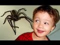 Big Mother Spider Excited Baby KIds React