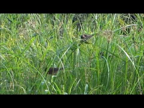 A Beautiful Chinese Paladin Music !