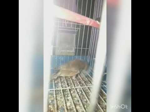 انثى نينو جاهزة و تلعب بخيوط 