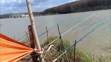 Câu cá chép đập thủy điện : Chia sẻ những bài mồi câu cá chép tự nhiên