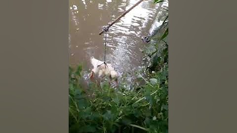 nhấp cá lóc bằng vịt và cái kết con cá chà bá