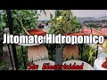 Como cultivar Jitomate hidroponico método Kratky || hidroponia sin electricidad || México Verde