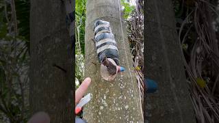 Transferência Da Abelha Tubuna, Muito Forte