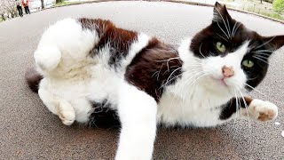 いつも塀の上にいるハチワレ猫が地上に降りてきた