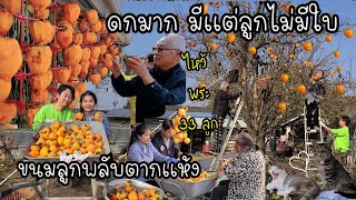EP.440: Making Dried Persimmons Fruit in Winter. This Tree is Fruitful and Very Beautiful!