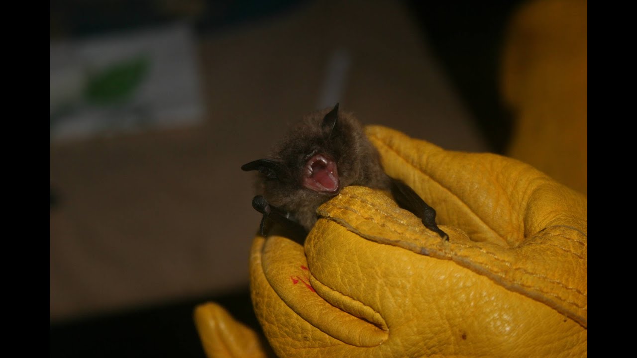 video phone beyonce mp3 Outside Science (inside parks): Bats & Beetles at Fire Island National Seashore (Audio Described)