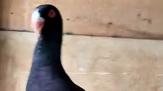 زوج حمام مساويد سود الله يبارك لصاحب الرزق   Birds   pigeons