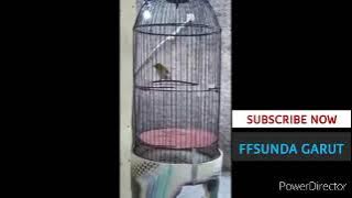 MASTERAN Pleci Ngalas Wit wit tulit tulit mudah di tiru semua pleci