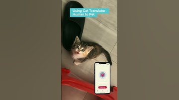 Talk with your cat. Using “CAT TRANSLATOR - Human to Pet” App