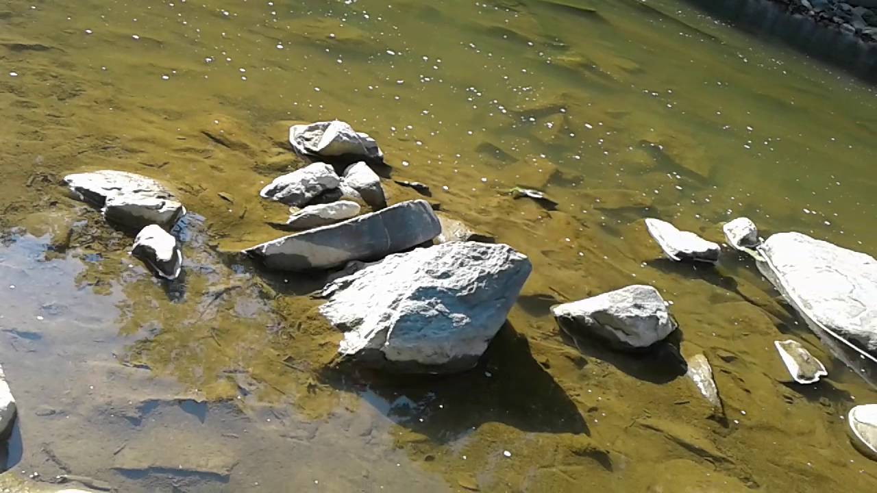 hollofield patapsco state park camping trip