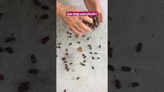 Canlarım Kımaaboneolalım