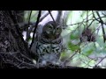 African Scops Owl