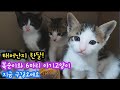 태어난지 한달된 6마리의 복순이 아기고양이 보러 오세요