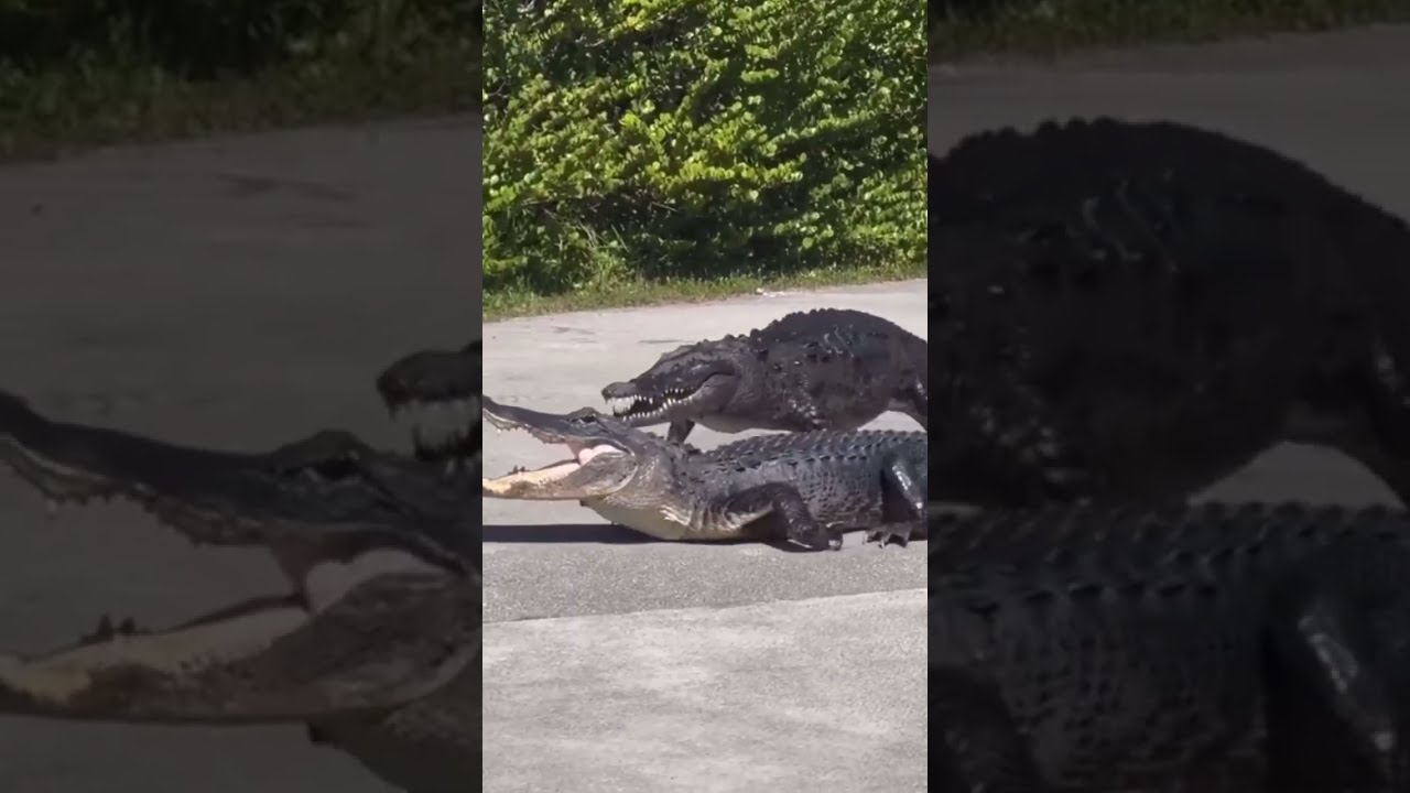 A crocodile and alligator fight at Everglades National Park.