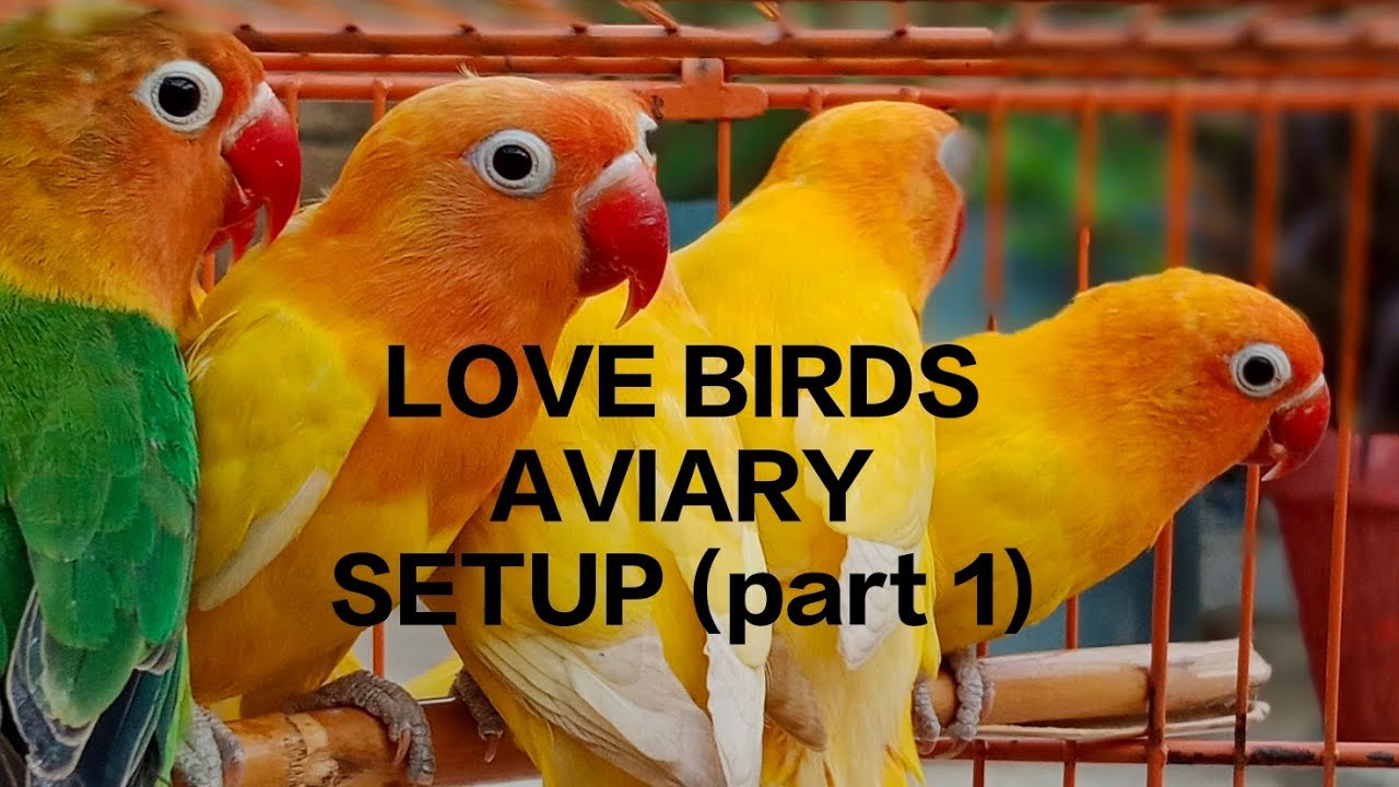 love birds aviary setup (part 1)💛10/sep/2022 YouTube