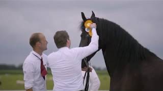 Fokdag Het Friesche Paard Noord en Zuid-Holland 2019