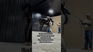 semen Collection in a horse farm #brazil #aishorts #vet